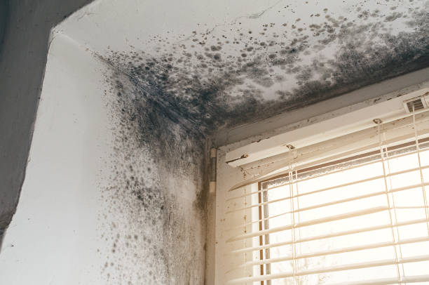 Affordable Mold Remediation solutions in Fairfield, TX